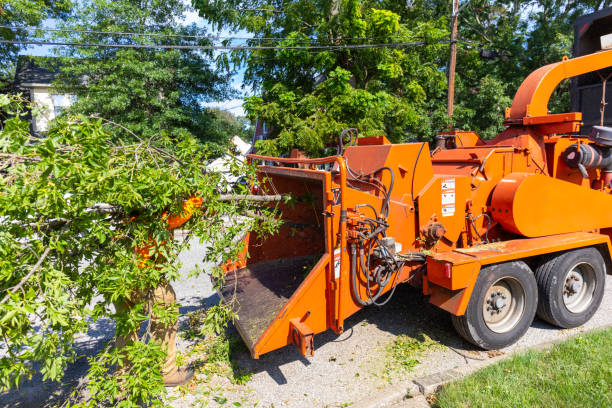 Best Tree Branch Trimming  in Cloverleaf, TX